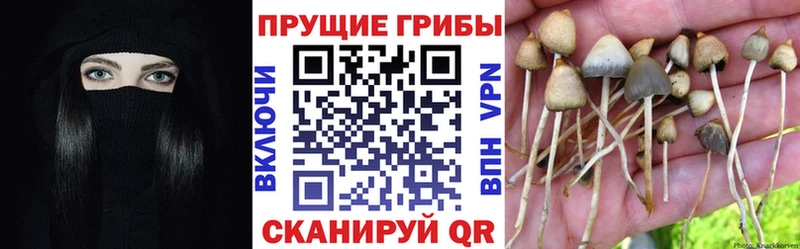 Галлюциногенные грибы Psilocybine cubensis Няндома